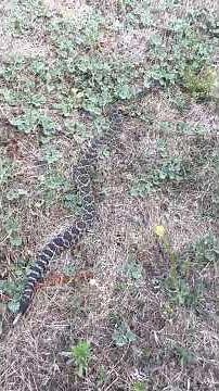 How fast can Rattlesnakes move!?! Very!