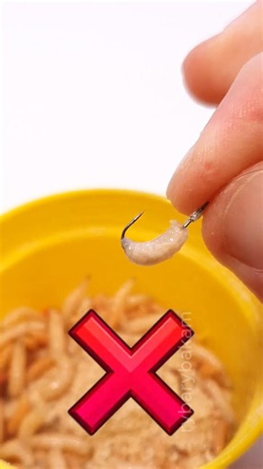 Stop Killing Your Maggot! Hook It Right 🎣 🪱