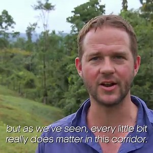 480K views · 117 reactions | Could building walkways in nature help save these big cats? #BigCatsAboutTheHouse | BBC Two | Facebook