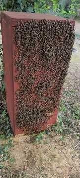Des abeilles sur la façade d'une ruche caisson par canicule