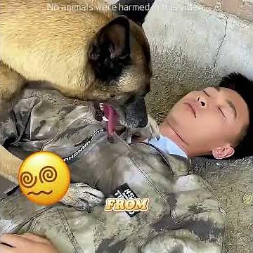 🐶This dog saved lives more than once.#pets #lovely #shorts#dogs