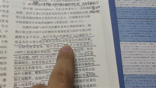 MPF怎么发现，由什么组成，怎么调控细胞由G2期到M期的