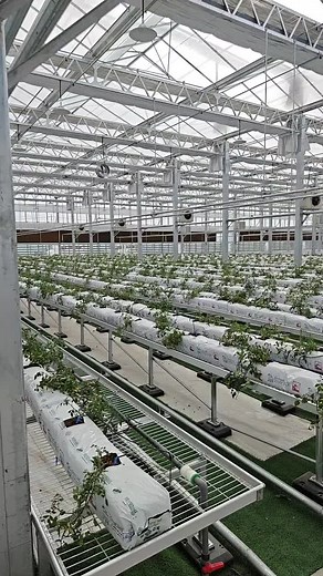 Undertake international greenhouse construction, no matter which country you are in#greenhouse #دفيئة #gewächshausliebe #теплица #serre #زراعة #온실 #estufa #agriculture #serra #agricoltura #gewächshaus