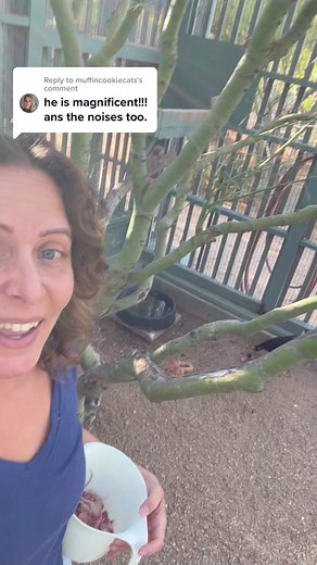 Understanding Turkey Vultures and Their Sounds