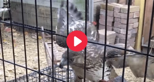 Woman Fights Hawk to Save Her Backyard Chickens (What to Do If It Happens to You)