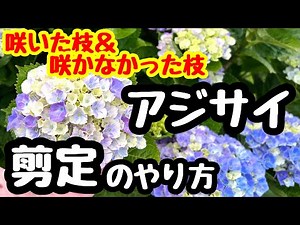 ◆How to prune hydrangeas: 'blooming branches' and 'non-blooming branches'!