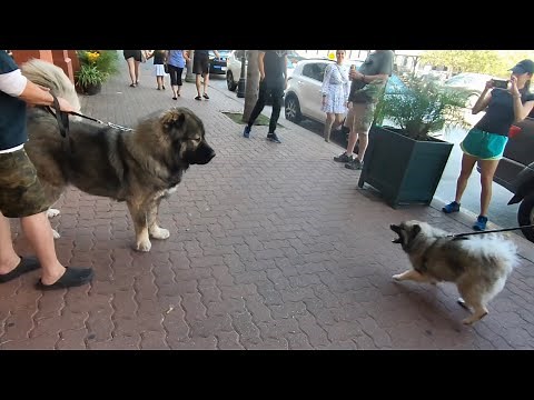 Tsavo | Magnificent Caucasian Ovcharka Puppy Import From Russia W/Love