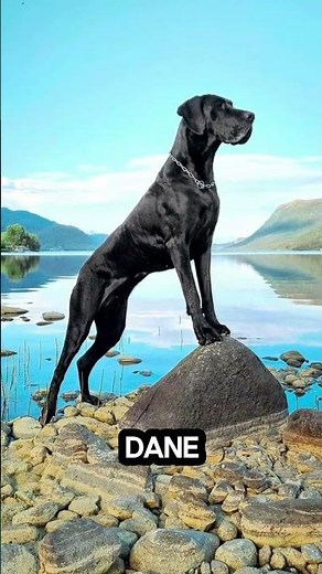 TOP 5 LAZY DOG BREEDS | Top 5ology