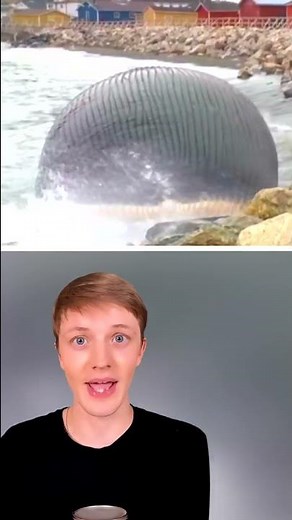 If You See This In The Ocean, Get Out Fast