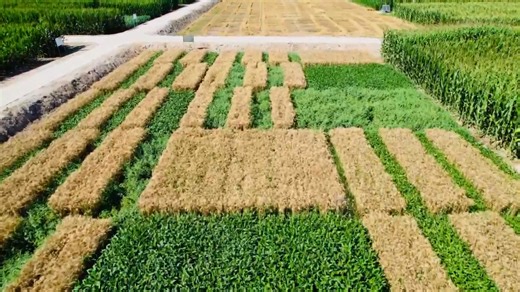 6.8K views · 24 reactions | Intercropping Innovation Under...