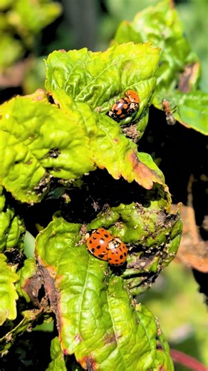 Ladybug love #ladybug #natureromance #nature #insects #garden #wildlife