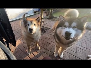Stubborn Husky Always Talks Back! Golden Retriever Is An Angel Though! (So Cute!!)