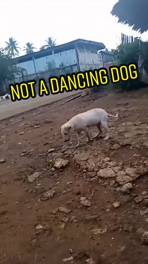 Understanding Seizures in Dogs: Causes, Types, and First Aid | Vet Student Tips