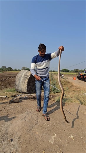 big size cobra snake rescue 🐍😱
