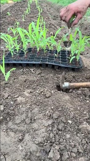 Corn seedling planting technique that actually works #farming #gardentips #harvest