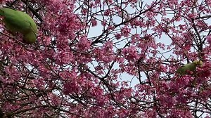Parakeets munch on cherry blossoms as trees bloom early in London