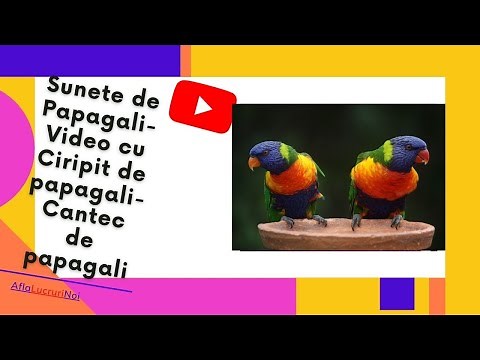 Sunete de Papagali care Canta -Video cu Ciripit de papagali -Cantec de papagali