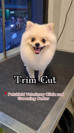Pomeranian Trim Cut: Stylish Grooming Ideas for Your Pet
