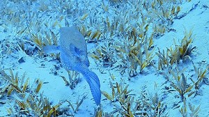 A boxfish filmed while diving in tropical waters.