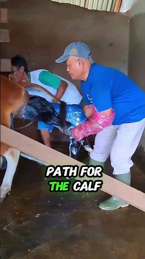 Witness the Beautiful Moment of a Calf's Birth