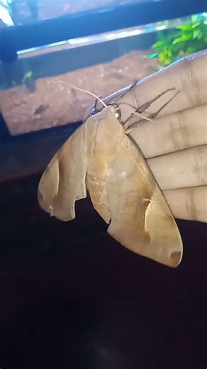 “Two-Lined Velvet Hawk Moth 🦋 | Stunning Stripes" #wildlifeshorts #insects#nature