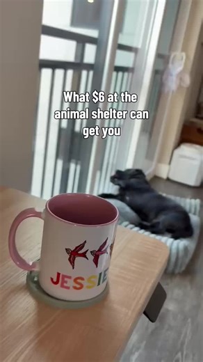 Discover the Joy of Adopting a Shelter Dog