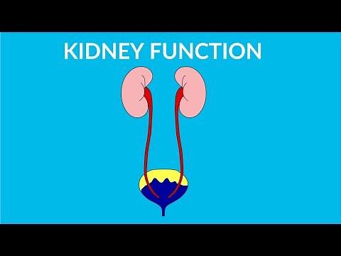 Kidney Functions in human body - video for kids