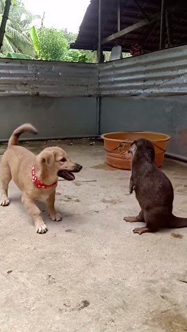 Rescued Dog and Otter Playfully Wrestle Each Other