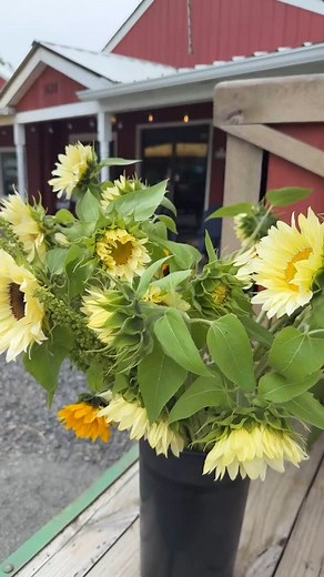 CoCo’s Local Market is bursting with fresh, local flowers from our favorite farm! Jodi @brotherly_love_flowers brought in some stunning bouquets today, and they are absolutely gorgeous. And I heard the secrets out that we have… BLUEBERRIES 🫐🫶😆 Brighten your day with these beauties while they last! 💐✨ Local 🌽 is a lifestyle, and nothing says healthy living like fresh flowers. Come experience the joy and beauty! #FreshFlowers #LocalMarket #SupportLocal #HealthyLiving #FlowerBouquet #FarmFresh
