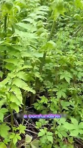 Fiddlehead fern 🌱