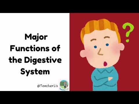 Digestive System: Introduction // Simple Explanation - Teacher Lis
