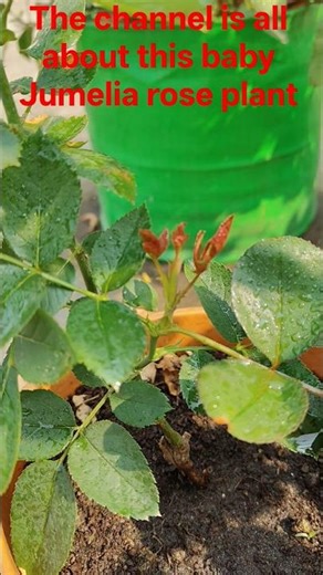 The channel is all about this baby Jumelia rose plant.