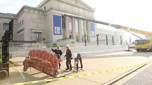 24K views · 339 reactions | Chicagoans are finally getting to meet Máximo, the dinosaur that has displaced Sue in the Field Museum's main hall: https://trib.in/2IGwdM6 | Chicago Tribune | Facebook