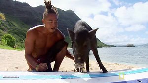10M views · 20 reactions | Meet Kama, the pig that's shredding Oahu’s...