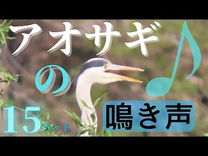 【野鳥の鳴き声】アオサギの鳴き声集 15カット！アオサギの鳴き声を動画で確認できます