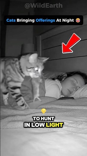 😳 Cats HEAR What You CAN’T