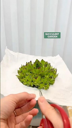 How to Repot Succulents: A Step-by-Step Guide for Beginners