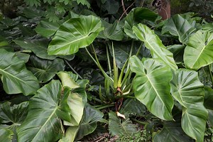 How To Remove Elephant Ear Plants From Your Landscaping?