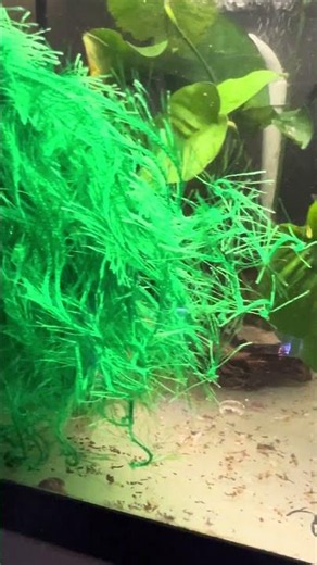 Aplocheilus lineatus - the Golden Wonder Killifish