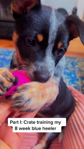Effective Crate Training Tips for Blue Heeler Puppies