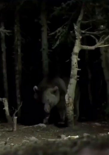 Bear getting scared of camera flashes 🐻