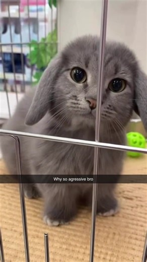 The Adorable Yet Mischievous Cabbit Phenomenon