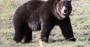 Grizzly bear euthanized in Teton County after killing cattle