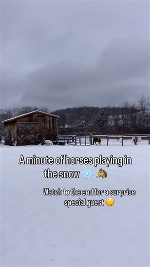 A minute of horses playing in the snow ❄️ This was our first big snow for this late fall/almost winter! We let four of the horses out to the big field to play and find some frosty grass! | The Mini Whinnies at Quarter Acre Wood | Facebook