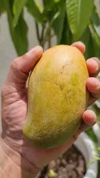 Amrapali mango