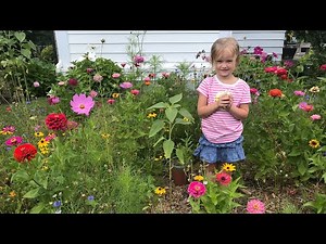 How to create your own wildflower garden from seeds from the dollar store