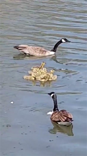 Canada Geese and their goslings. #nature #naturelovers #animals #birds #wildlife #lake