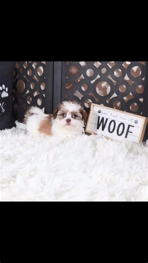 #shihtzupuppy #shihtzulovers #shihtzulove #cutestpuppies #viral | Teacup puppies available for adoption and rehoming