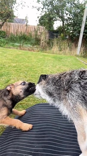 🤣🤣🤣 🐶Follow @borderterrierpost 🐶#borderterrierpost be featured -⠀- 📷 @poweredbysourdough | Border Terrier Dog