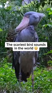 1.8M views · 22K reactions | Scariest bird sounds  #scary #bird #lyrebird #shoebill #kiwibird #barnowl #loon #kookaburra #fy #fyp #foryou #foryoupage | Intellectual Minds | Facebook